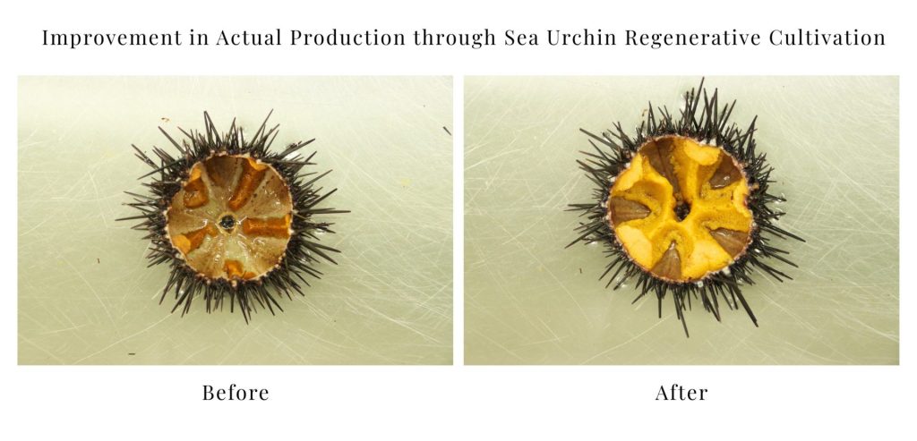 Improvement in Actual Production through Sea Urchin Regenerative Cultivation